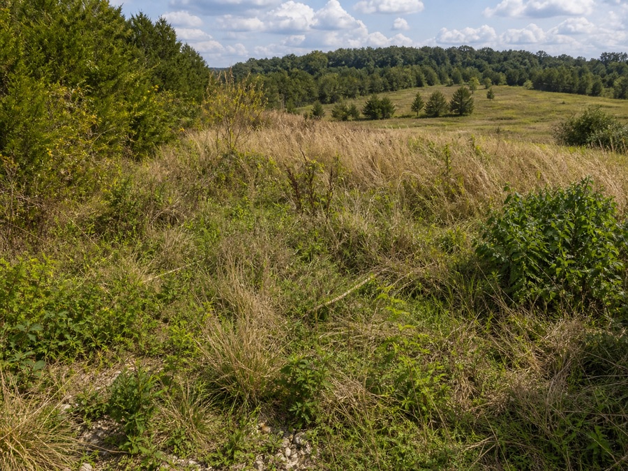 Brush, tall weeds, and rough uneven field terrain